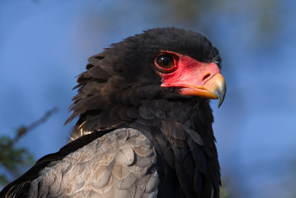 Bateleur