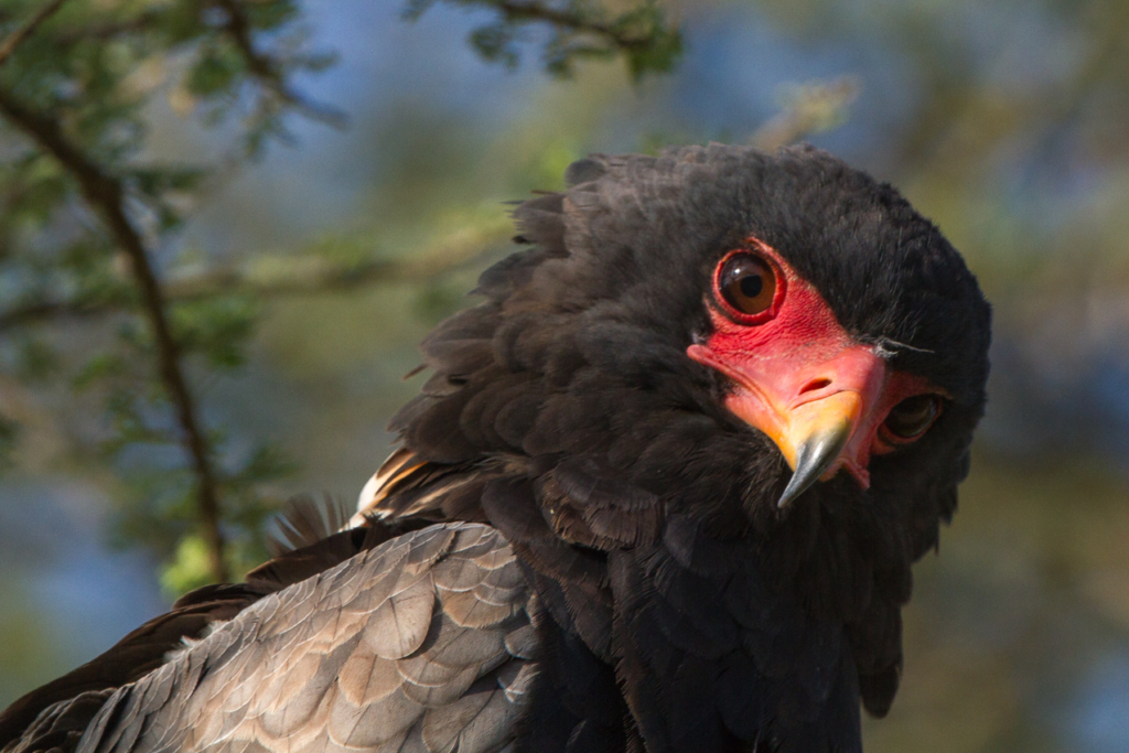 Bateleur