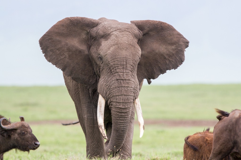 African Bush Elephant