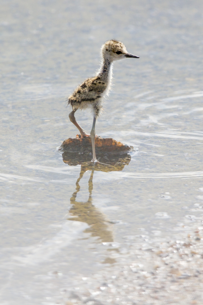 Black-winged Stilt