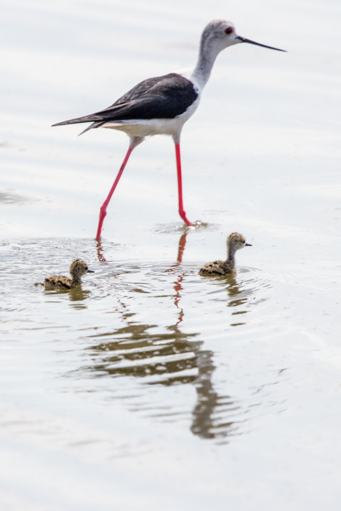 Black-winged Stilt