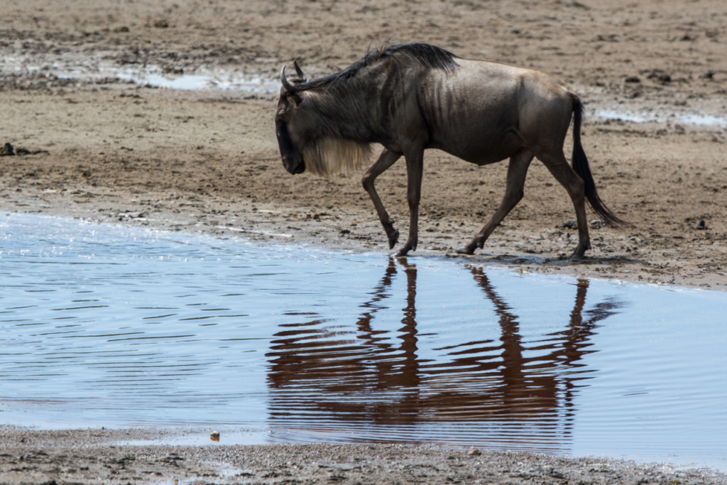 Common Wildebeest