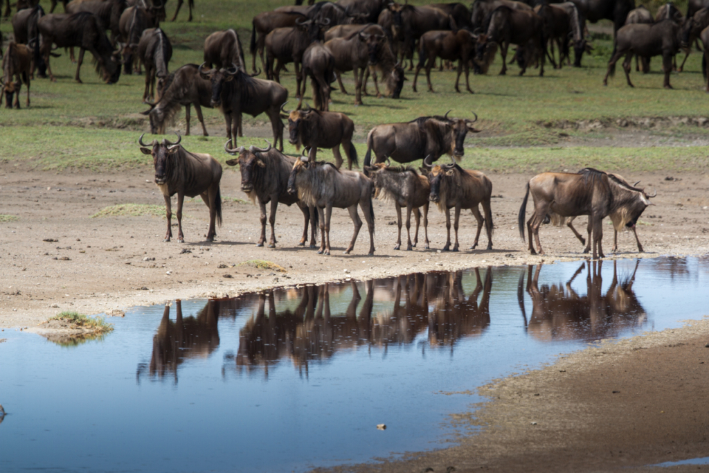 Common Wildebeest