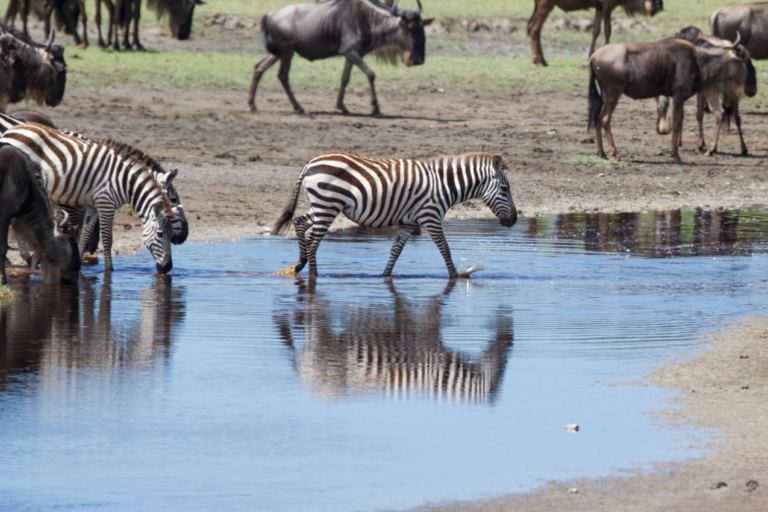 Common Zebra