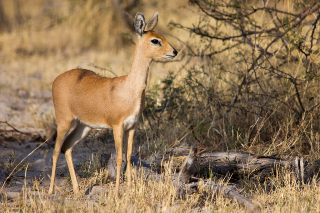 Makgadikgadi National Park_022