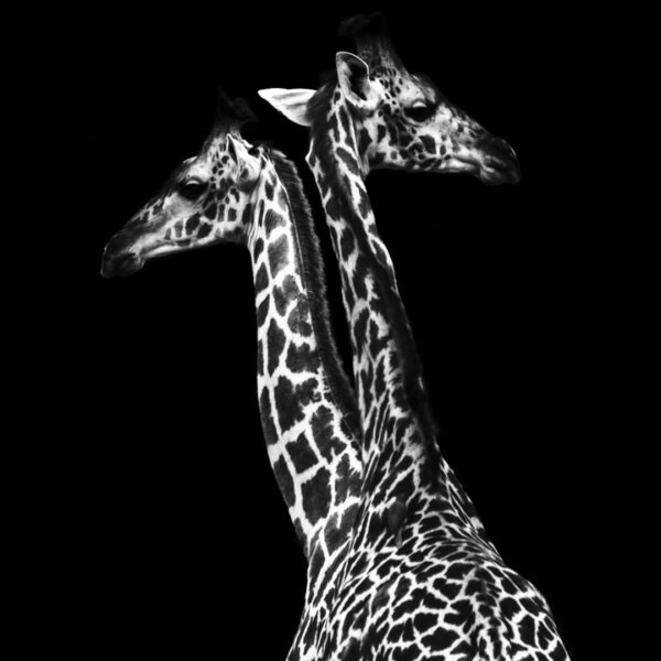 Black and White High Contrast Visual Stimulation for Newborn Baby using Wildlife Photography, Bird Photography, Animals, Birds.