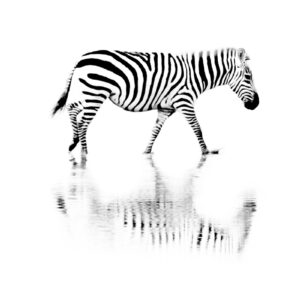 Black and White High Contrast Visual Stimulation for Newborn Baby using Wildlife Photography, Bird Photography, Animals, Birds.