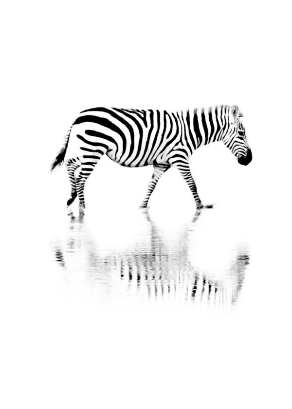 Black and White High Contrast Visual Stimulation for Newborn Baby using Wildlife Photography, Bird Photography, Animals, Birds.