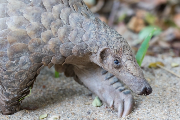 Ground Pangolin