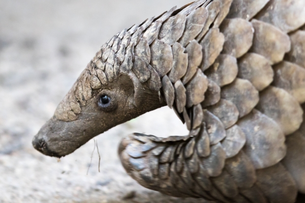 Ground Pangolin