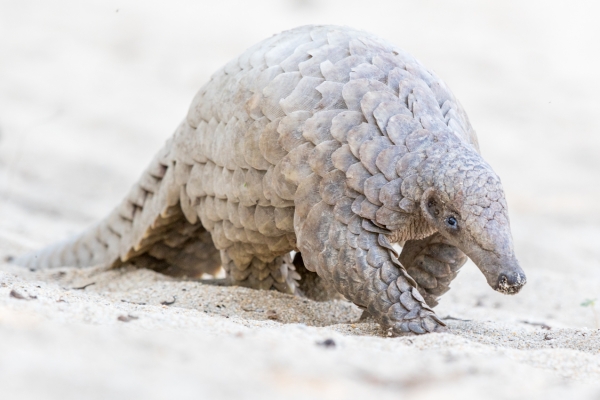 Ground Pangolin