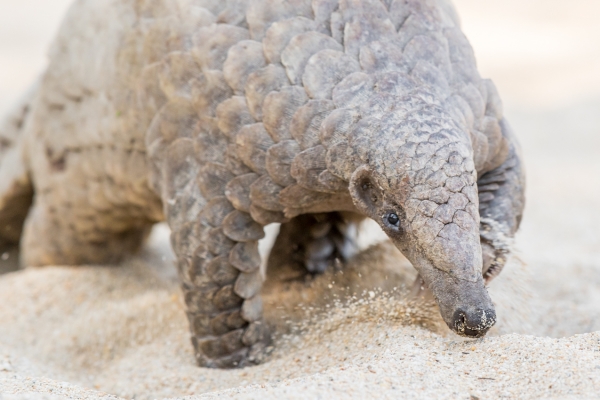 Ground Pangolin