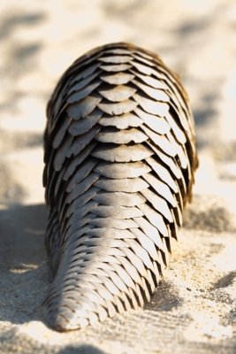 Ground Pangolin