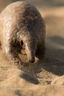 Ground Pangolin