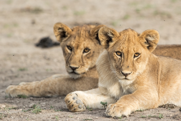 Lion Cubs