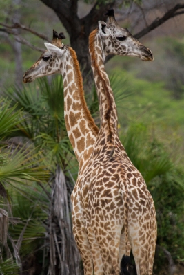 Giraffe