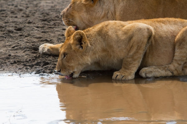 Lion Cub Drinking